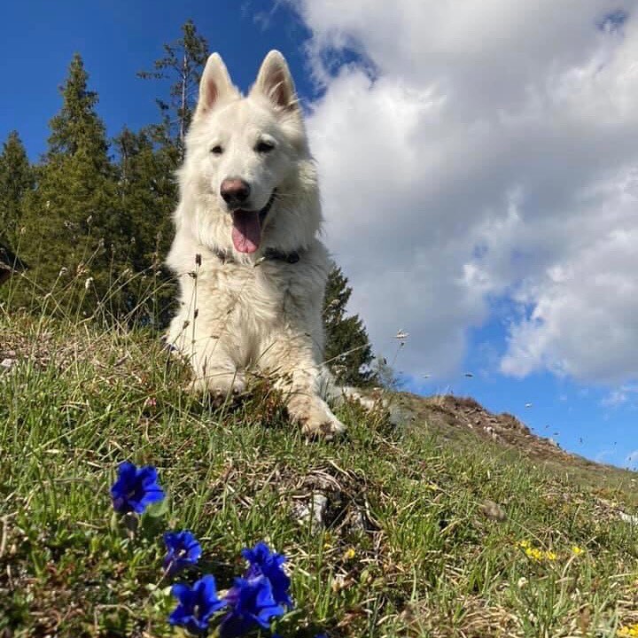Urlaub mit Hund in Tirol im Pillerseetal