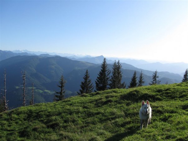 Hundezone Waidring Natur Tirol