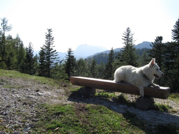 Hundezone Waidring Natur Tirol