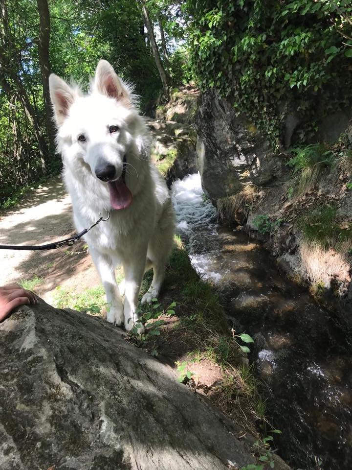 Urlaub mit Hund in Tirol im Pillerseetal