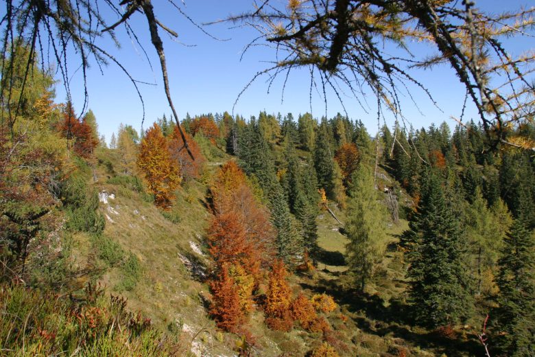 Nachhaltiger Urlaub im Hotel Tiroler ADLER